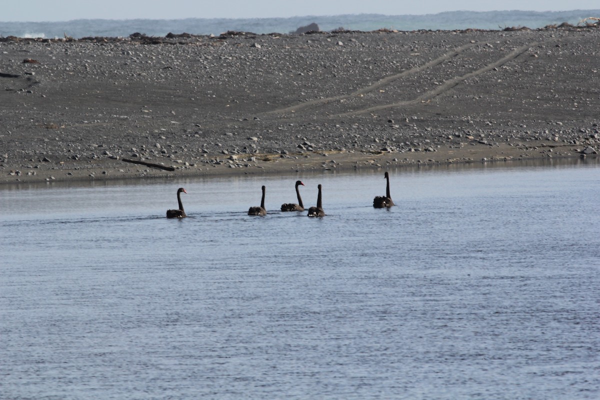 Black Swan - Hendrik Swanepoel