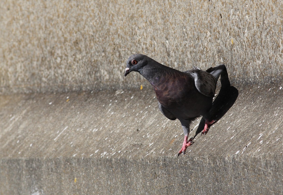 Rock Pigeon (Feral Pigeon) - Hendrik Swanepoel