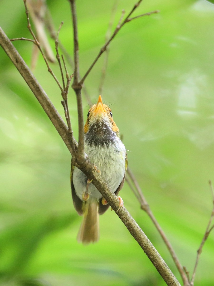 Rufous-faced Warbler - ML465951051