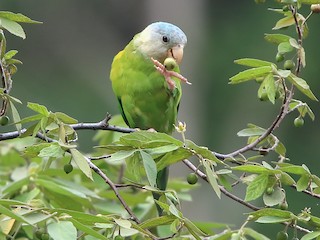 Grey cheeked sale parakeet