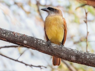  - Baird's Flycatcher