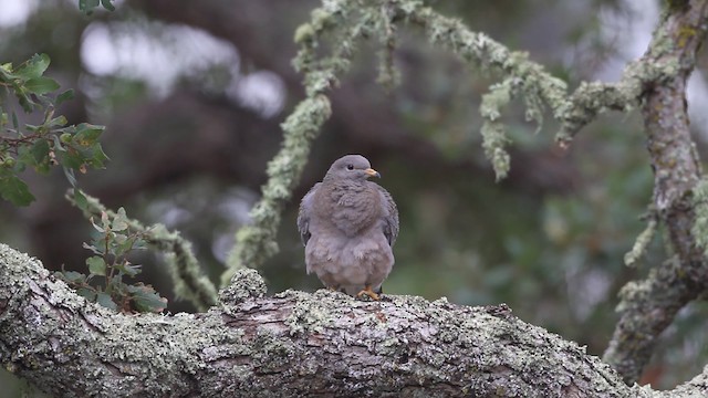 Band-tailed Pigeon (Northern) - ML465955