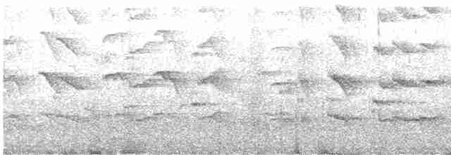 Rascón de Lord Howe - ML465958391