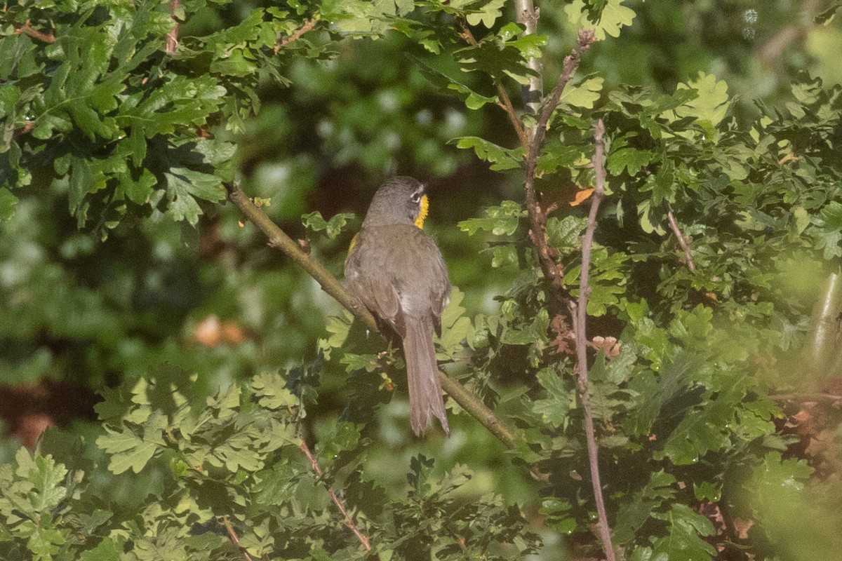 Yellow-breasted Chat - ML465958671