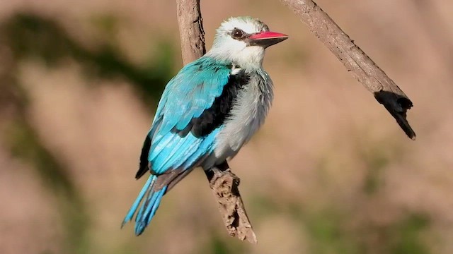 woodland kingfisher