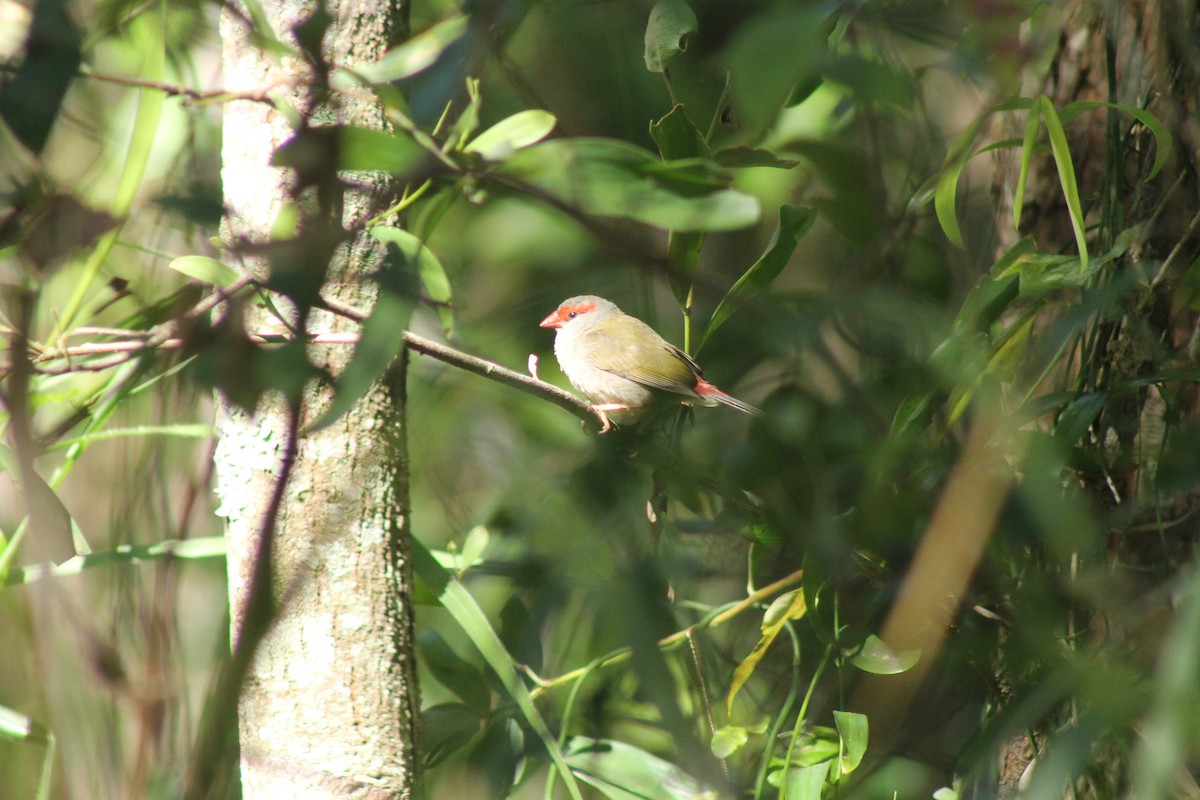 Red-browed Firetail - ML465965821