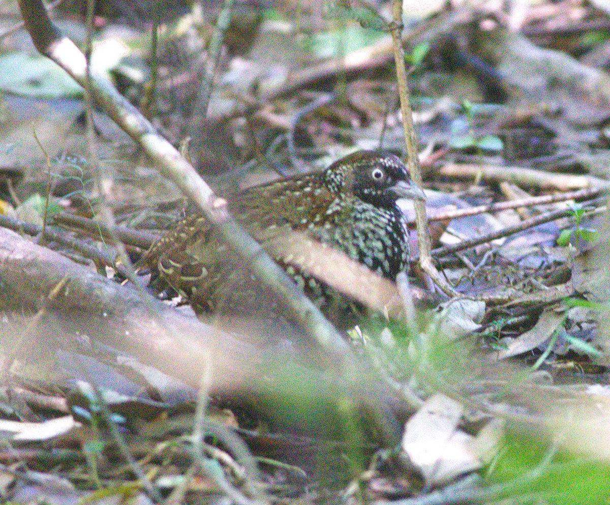 Black-breasted Buttonquail - ML465969481