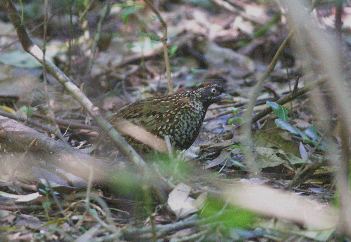 Black-breasted Buttonquail - ML465969501