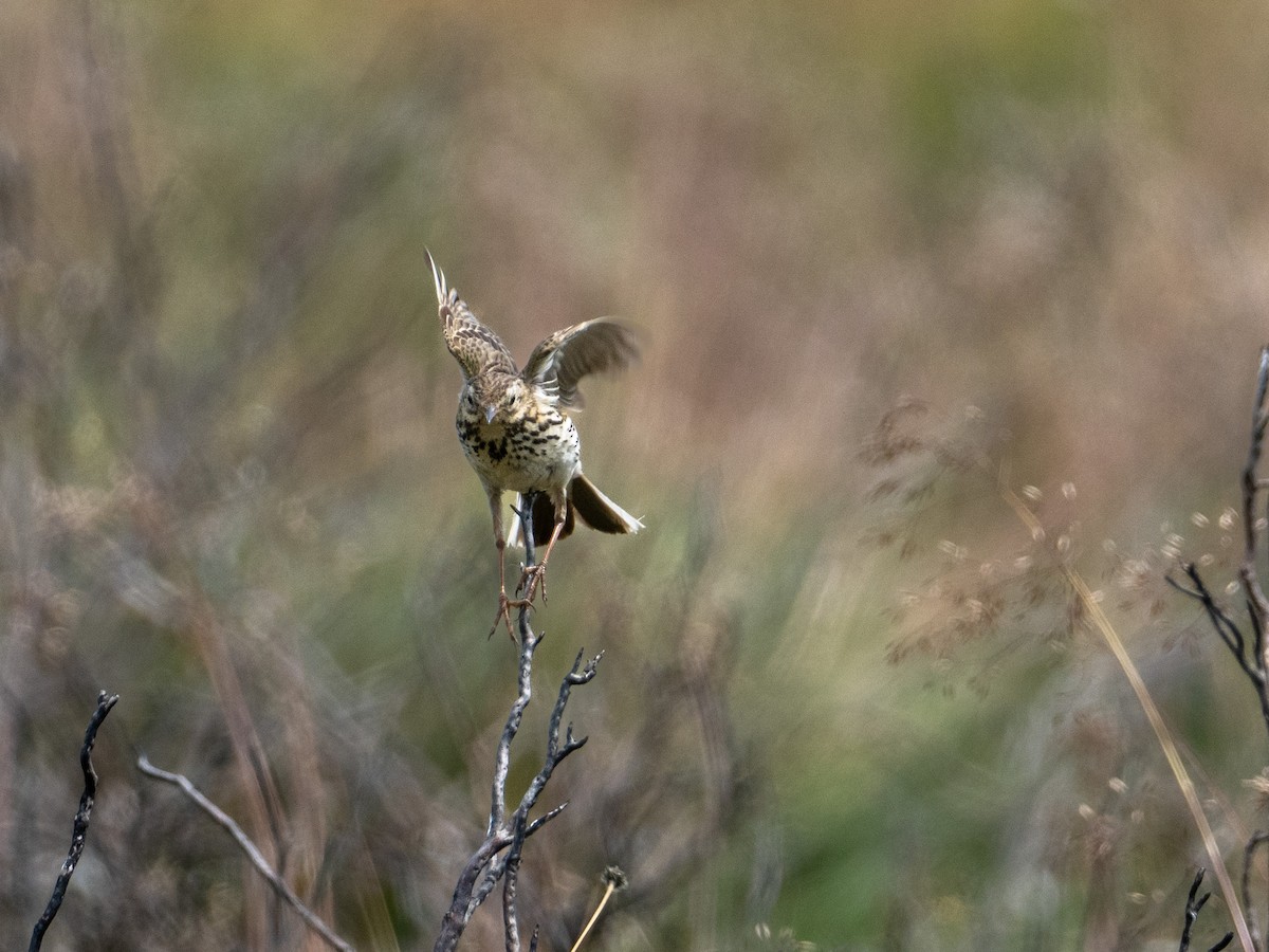 Meadow Pipit - ML465970821
