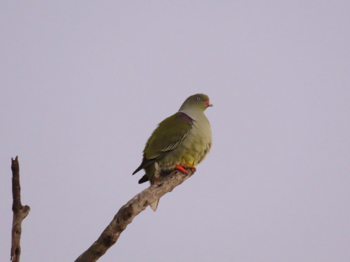 African Green-Pigeon - ML465971021