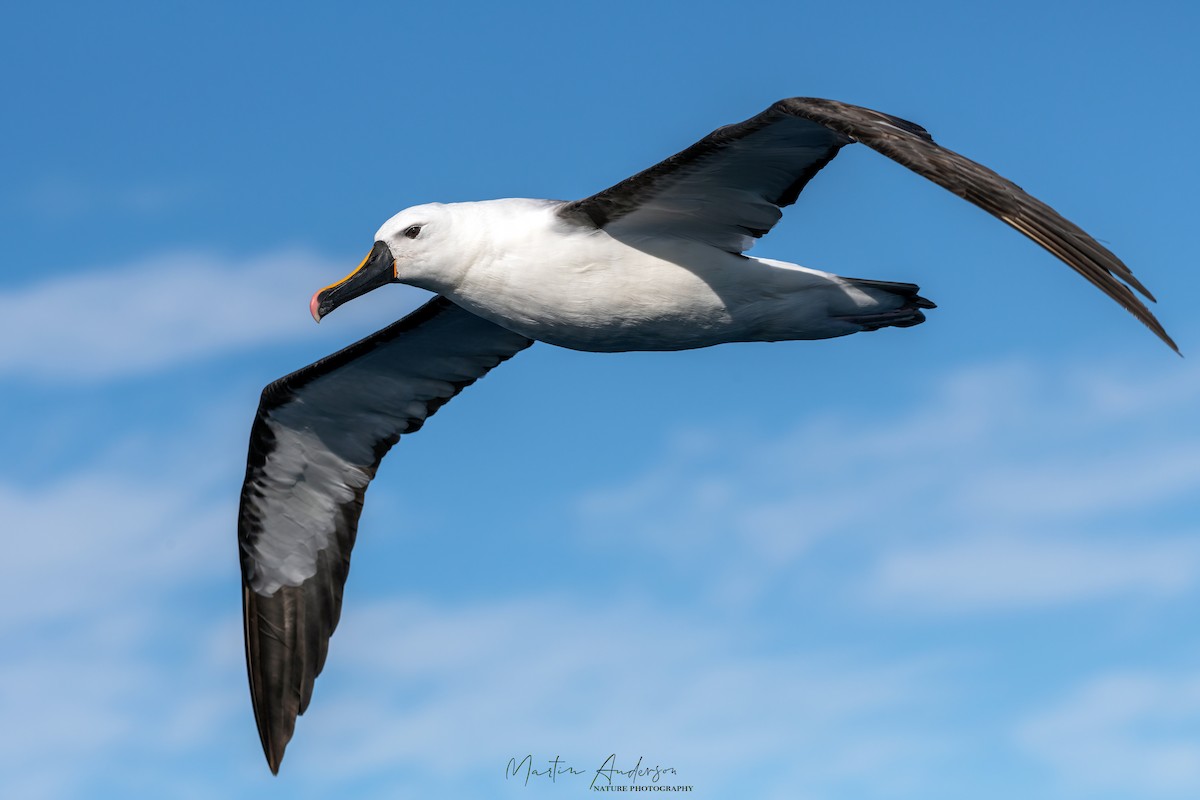 Yellow-nosed Albatross - ML465973371