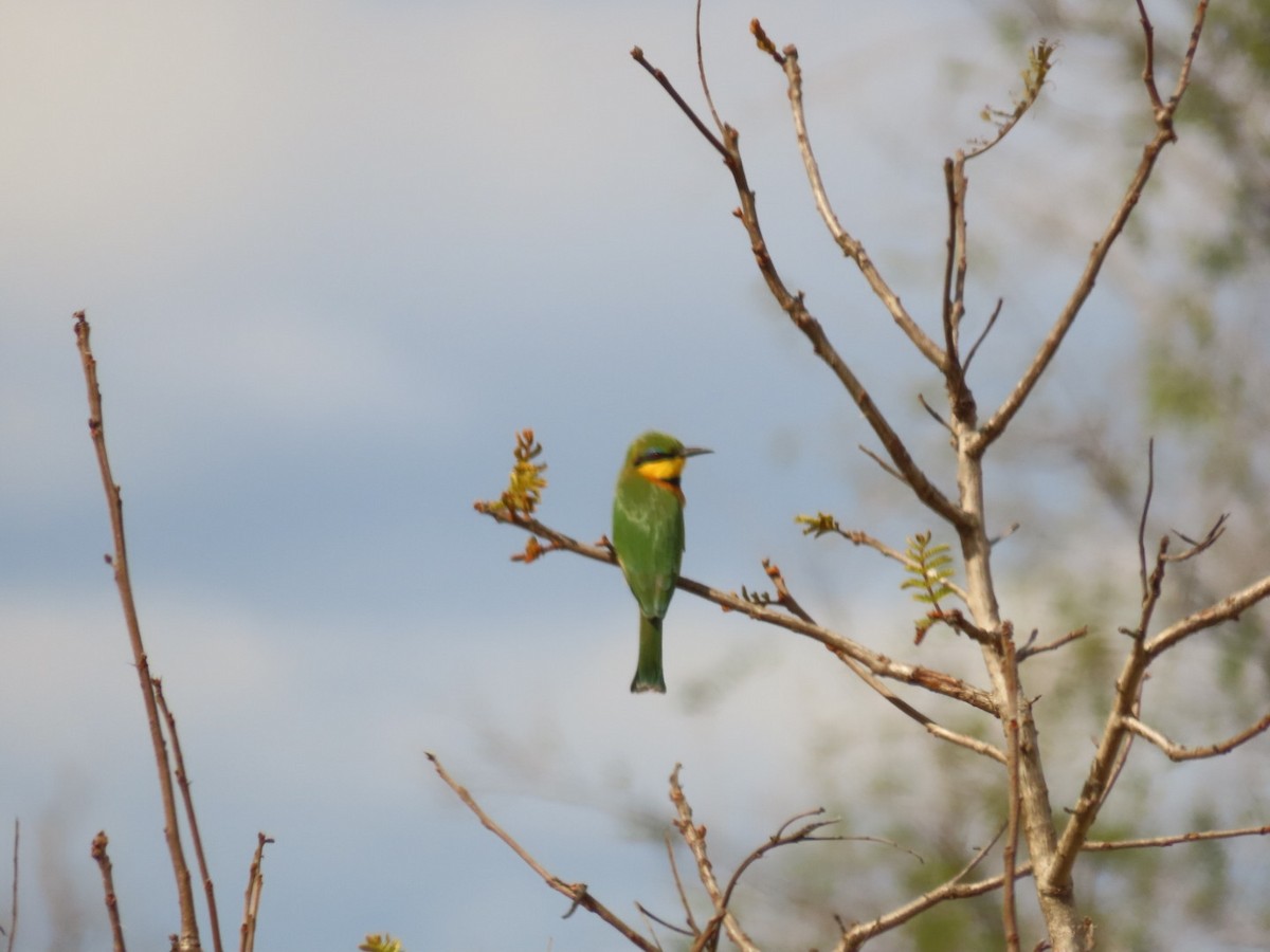 Little Bee-eater - Lloyd Nelson