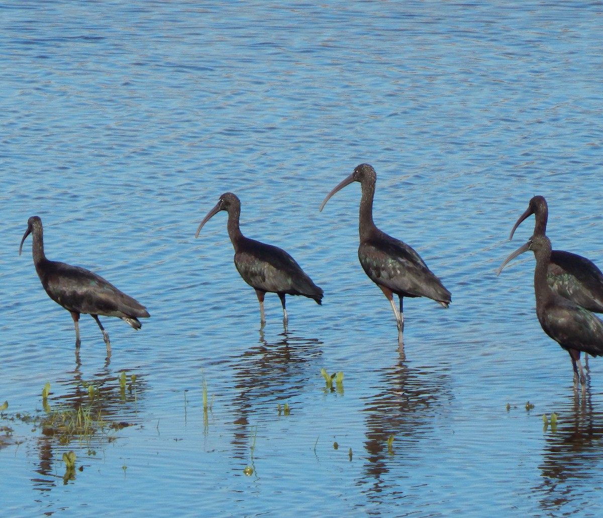 Glossy Ibis - Andre Coquerel