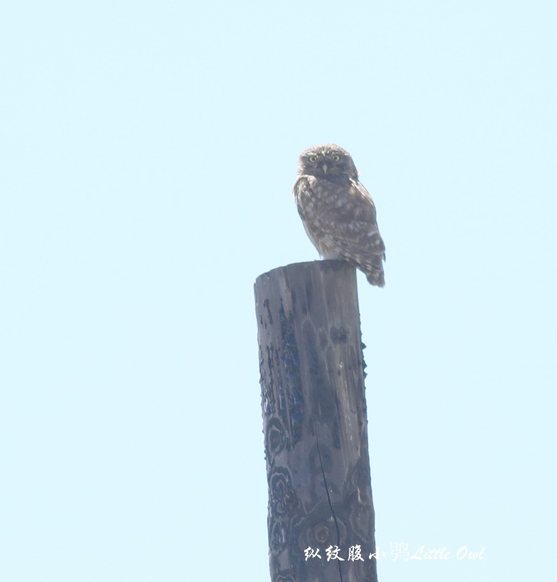 Little Owl - Qiang Zeng