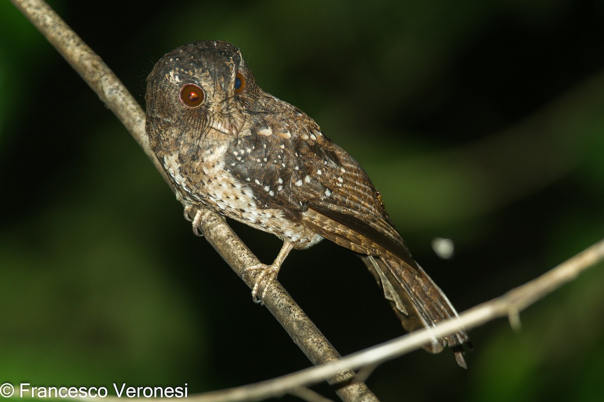 Moluccan Owlet-nightjar - ML465979301