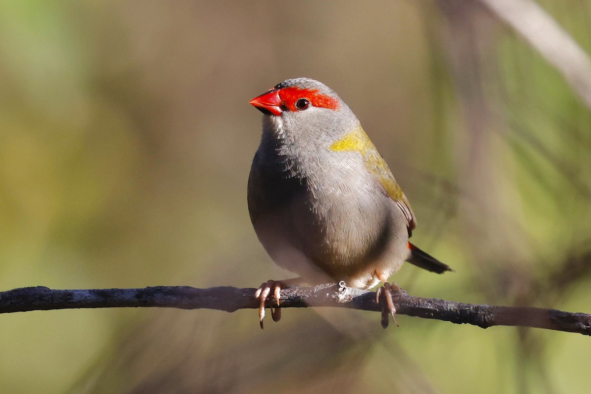 Red-browed Firetail - ML465982181