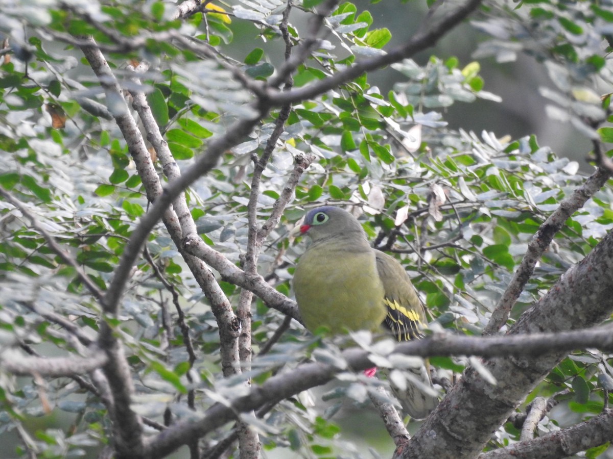 Thick-billed Green-Pigeon - ML465986921