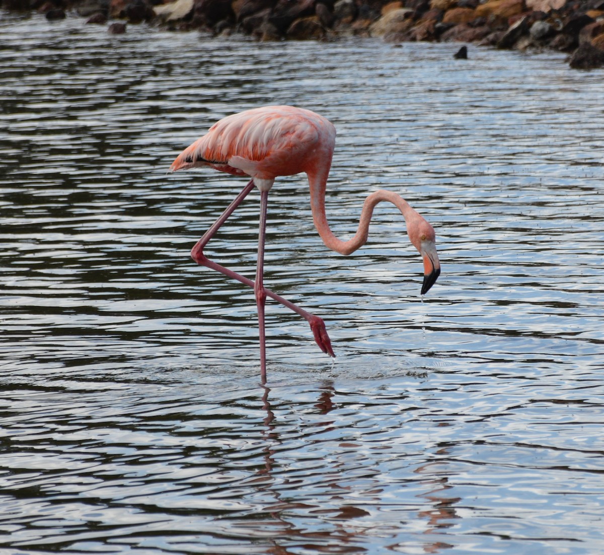 American Flamingo - Blaine MacDonald