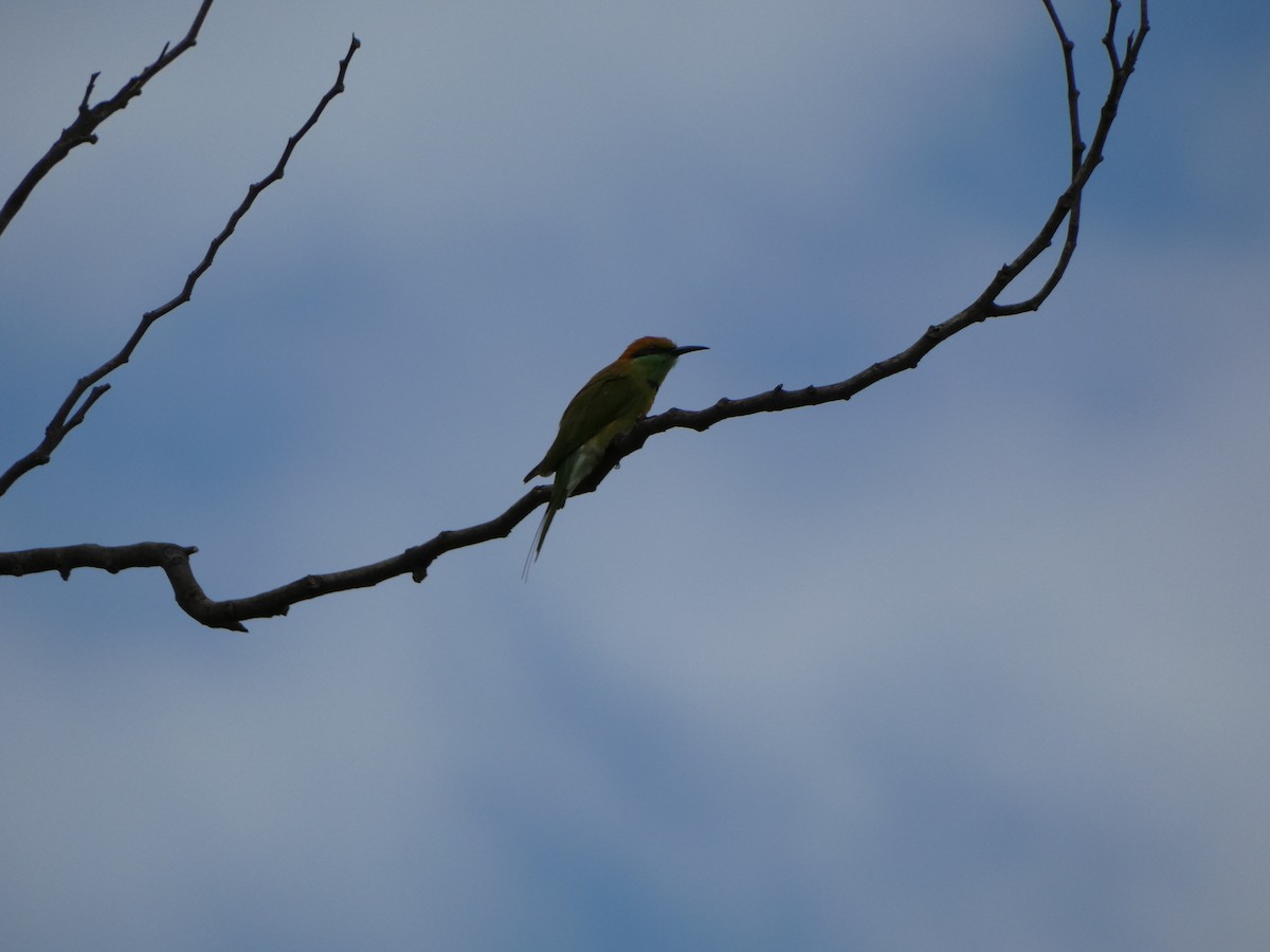Asian Green Bee-eater - ML465990901