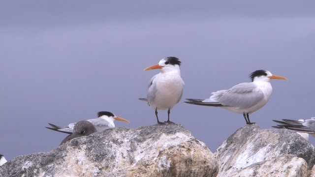  - Elegant Tern