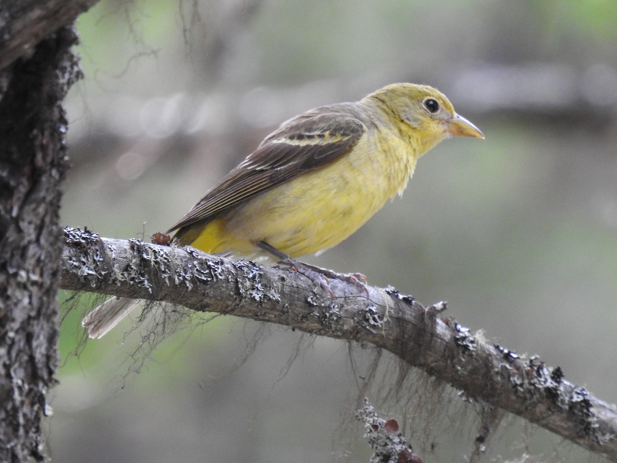 Western Tanager - ML465996271