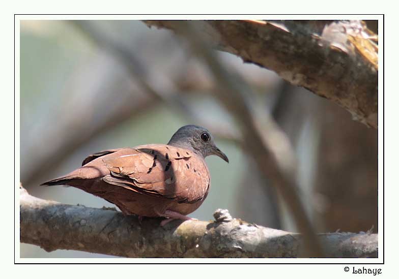 Ruddy Ground Dove - CELINE LAHAYE