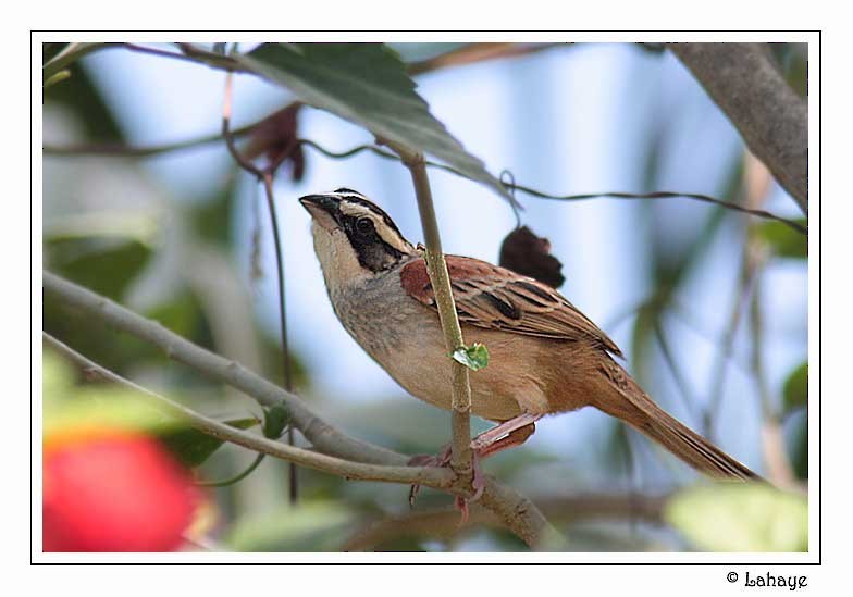 Stripe-headed Sparrow - CELINE LAHAYE