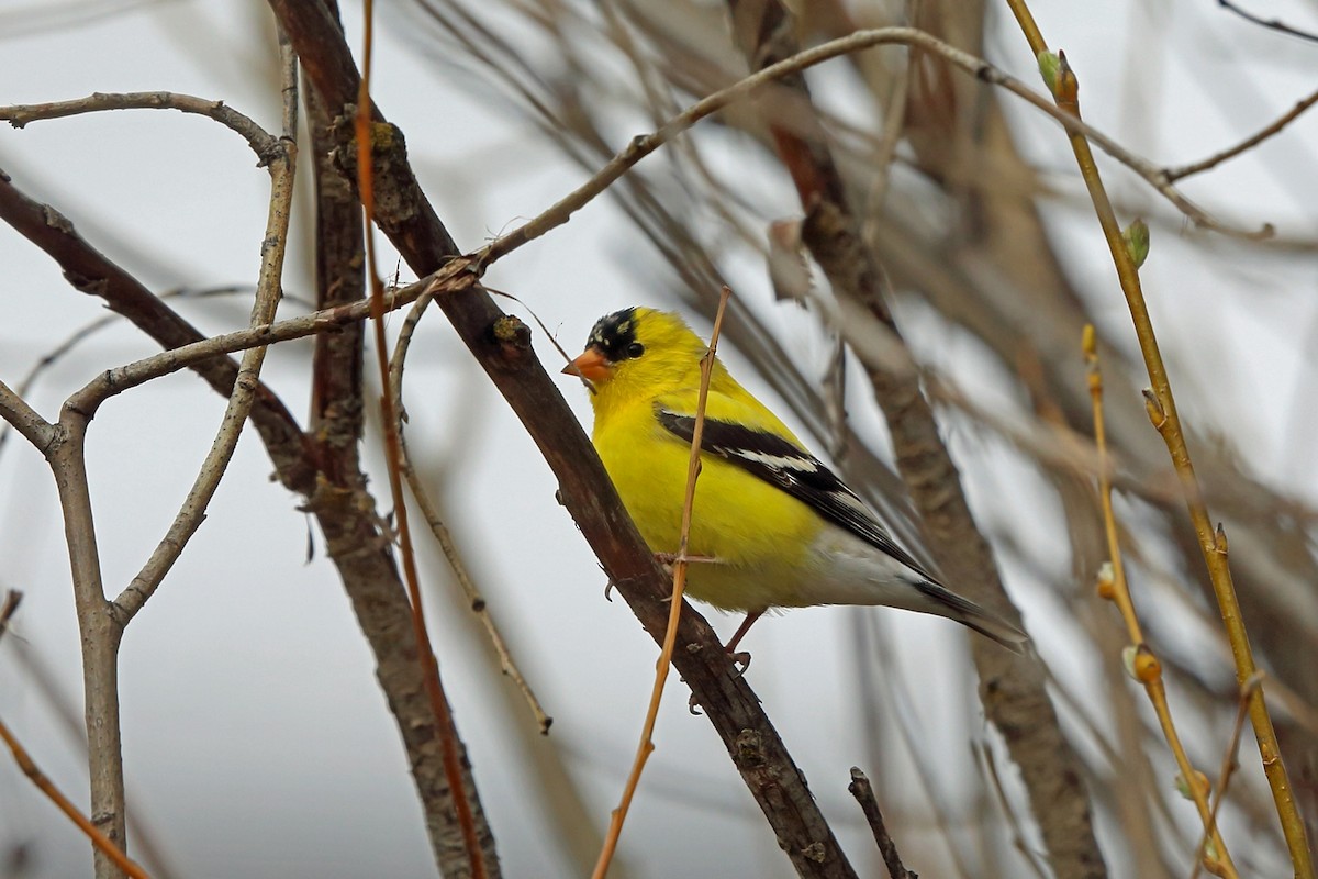 American Goldfinch - Nigel Voaden