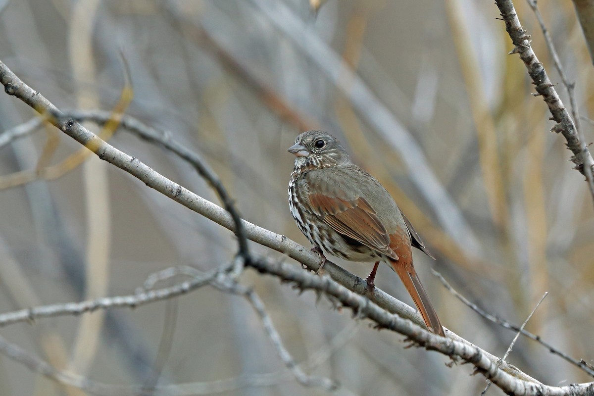 Fox Sparrow (Slate-colored) - ML46600591
