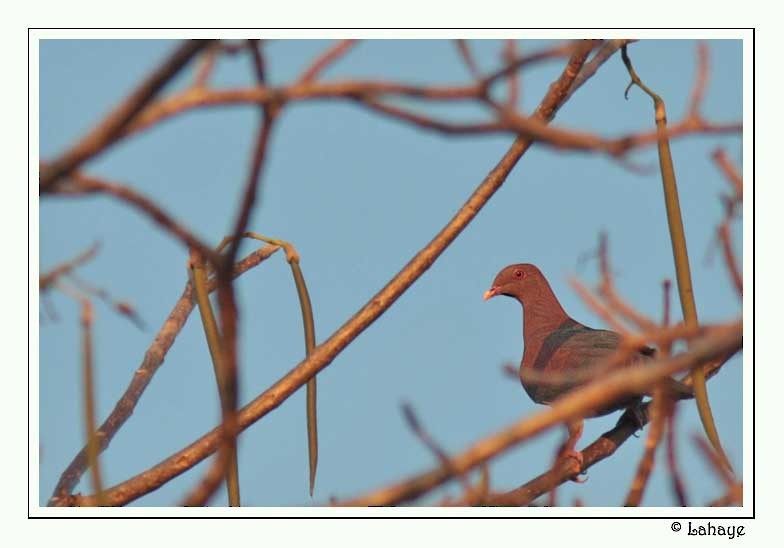 Red-billed Pigeon - CELINE LAHAYE