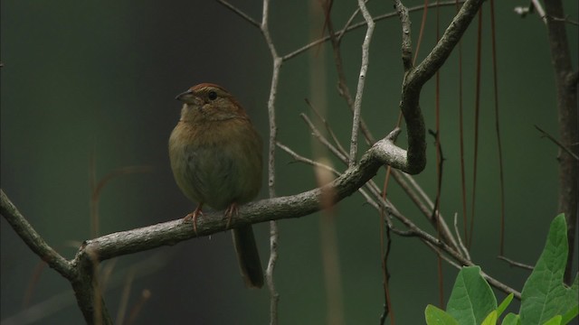 Bachman's Sparrow - ML466008