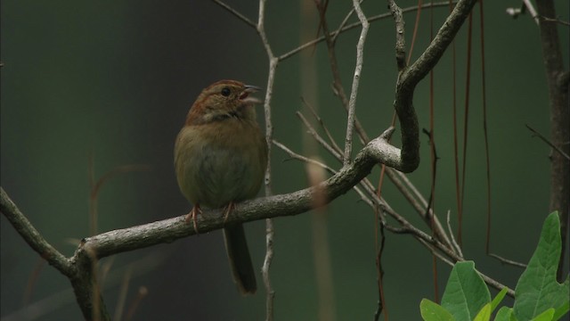 Bachman's Sparrow - ML466009