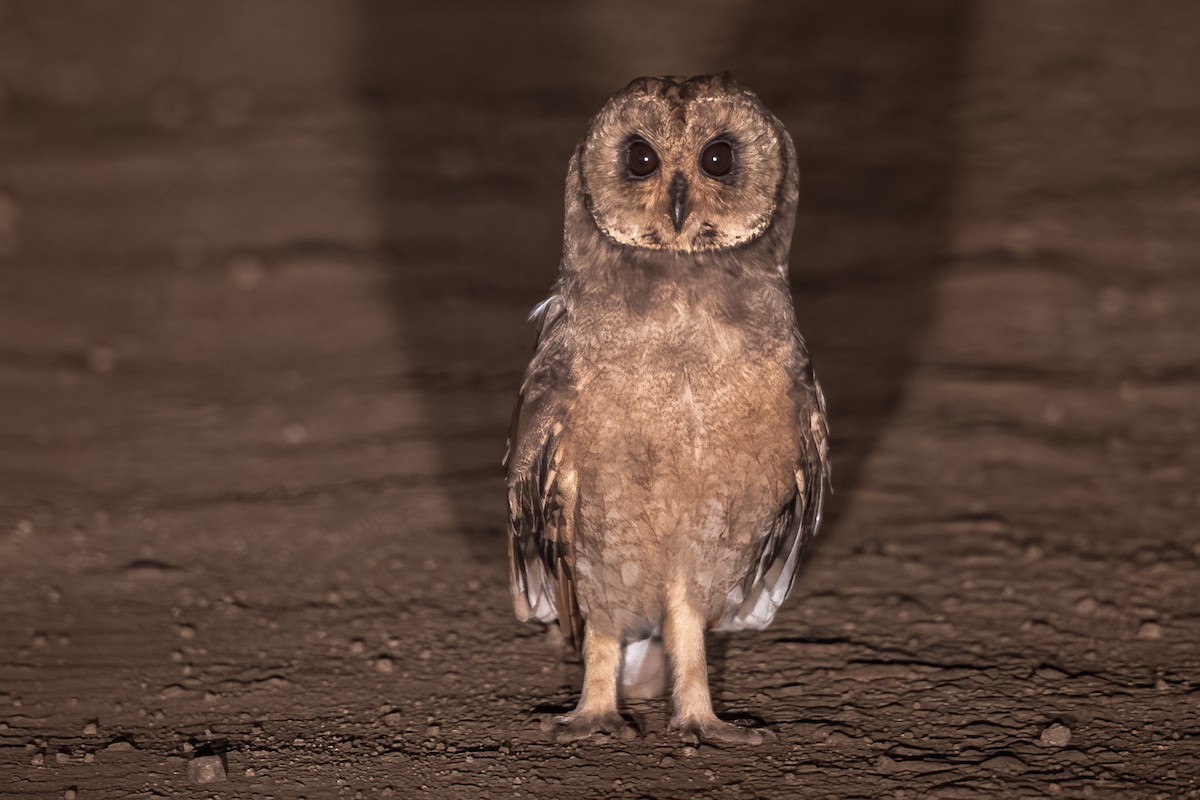 Marsh Owl - Carolien Hoek