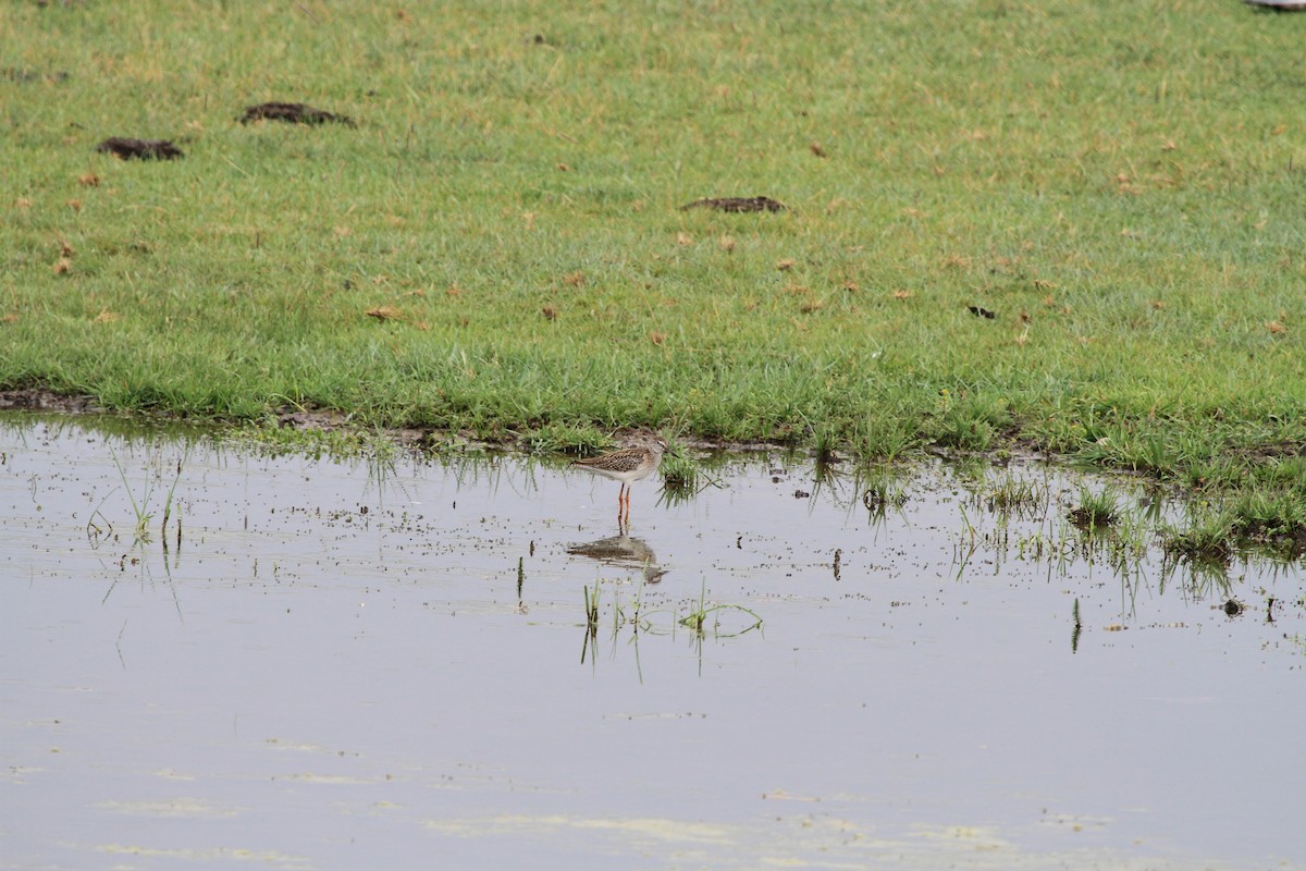 Spotted Redshank - ML466011821
