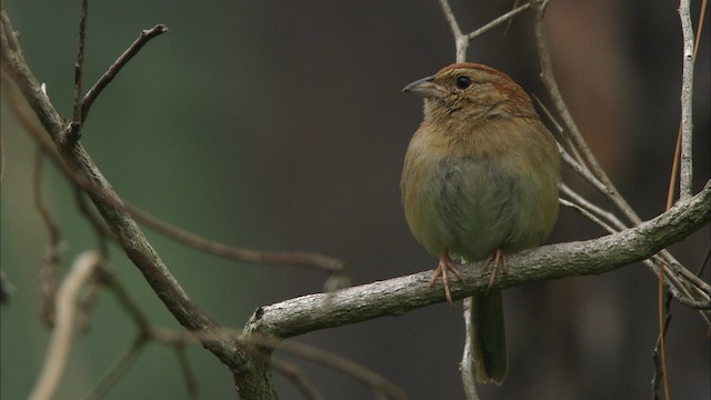 Bachman's Sparrow - ML466012
