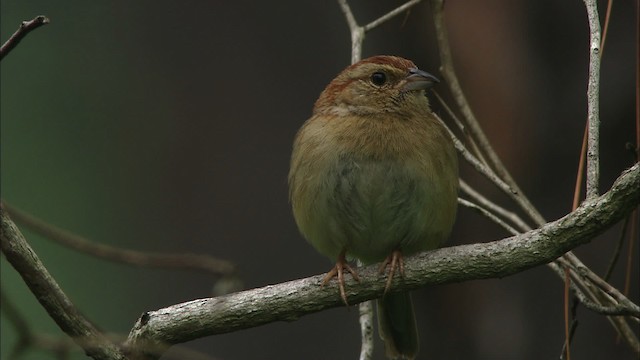 Bachman's Sparrow - ML466013