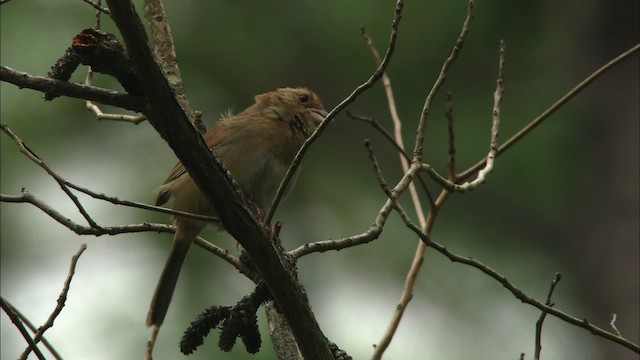 Bachman's Sparrow - ML466016