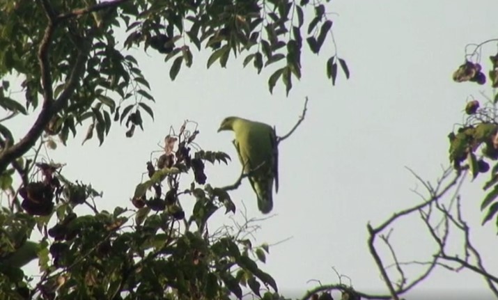 Андаманский зеленый голубь - ML466016011