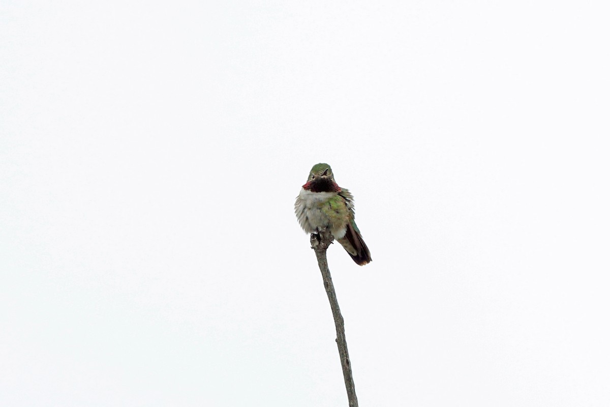 Broad-tailed Hummingbird - Nigel Voaden