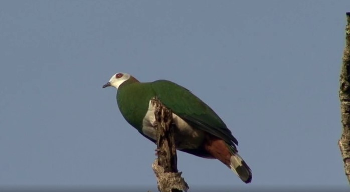 White-bellied Imperial-Pigeon - ML466016921