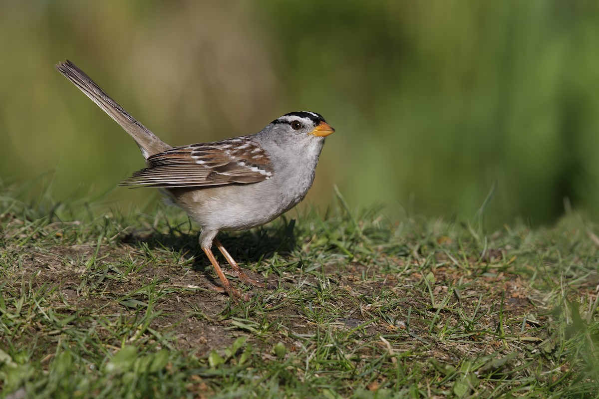 White-crowned Sparrow (Gambel's) - ML466017641