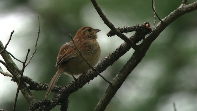 Bachman's Sparrow - ML466018