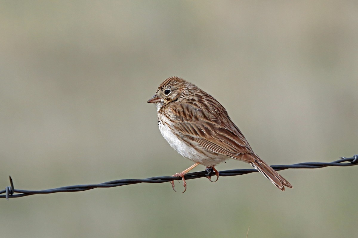 Vesper Sparrow - Nigel Voaden