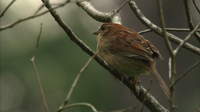 Bachman's Sparrow - ML466019