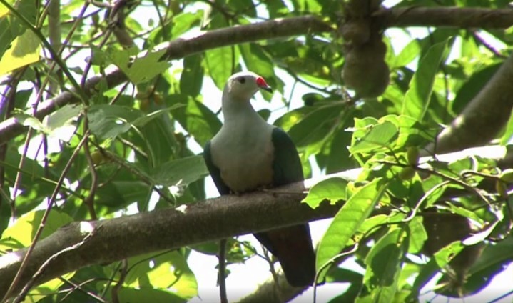 Red-knobbed Imperial-Pigeon (Gray-necked) - ML466019951