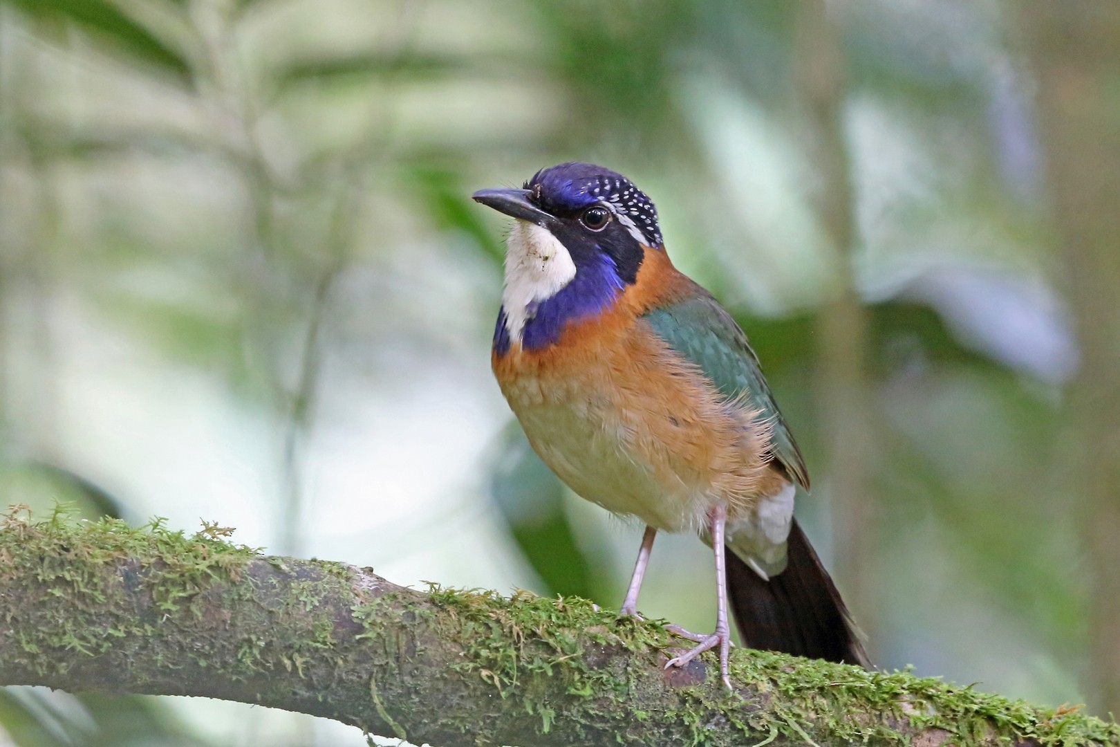 Atelornis pittoides