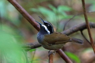 Crossley's Vanga - Mystacornis crossleyi - Birds of the World