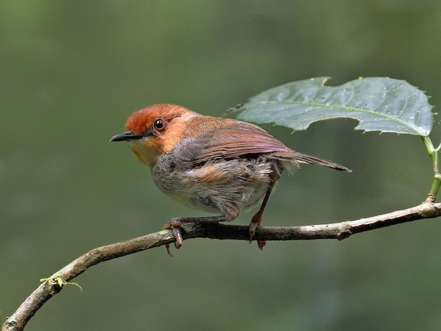 Possible confusion species: African Tailorbird. - African Tailorbird - 