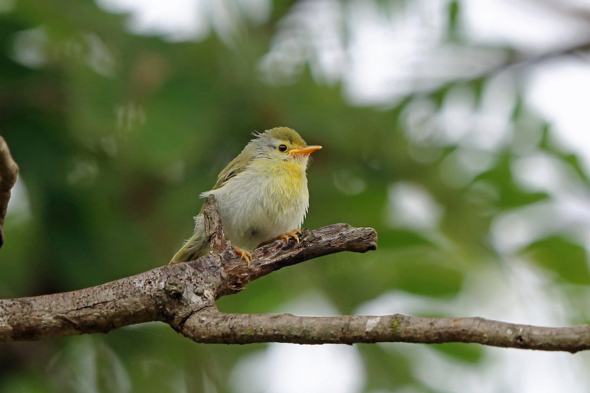 Common Jery - Neomixis tenella - Birds of the World