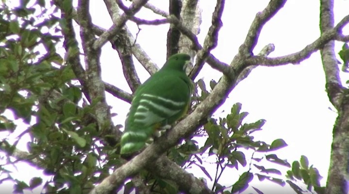 Cloven-feathered Dove - ML466034711